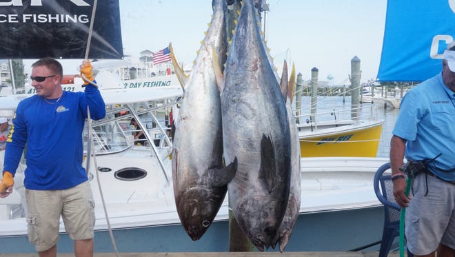 Top Dog's catch of yellowfin, totalling 152 pounds