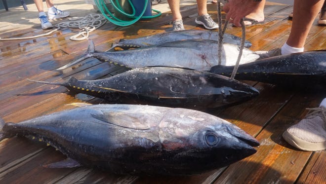 Catch of tunas