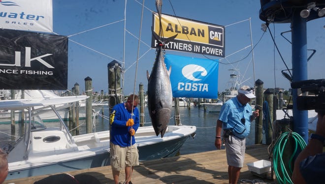 A blue fin tuna being weighed