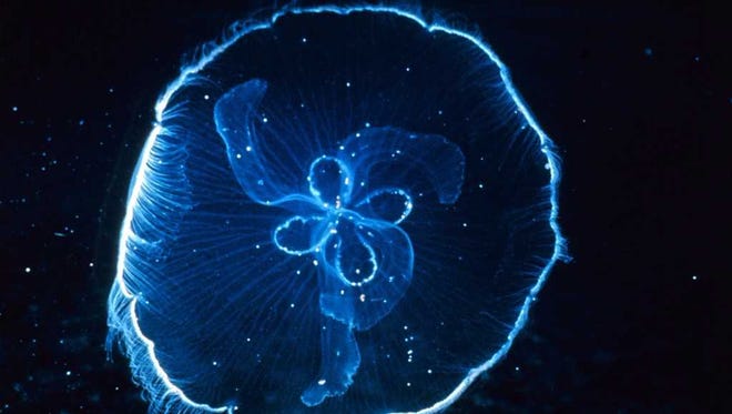 Moon jellyfish.