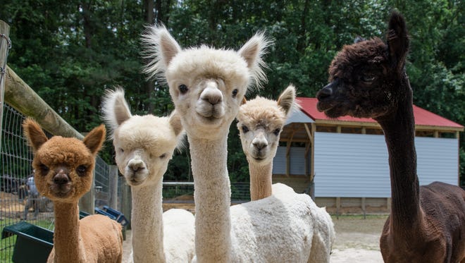 A group of alpacas are alerted by humans entering their grazing area at TaCaCo Alpaca farm in Laurel on Tuesday, June 20, 2017.
