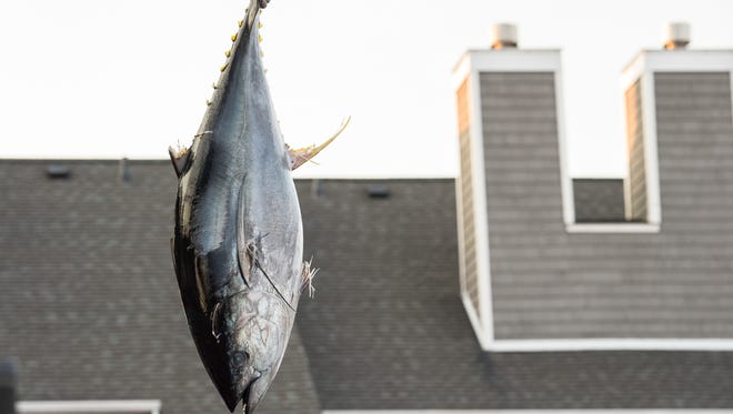 A 67 pound tuna is suspended from a rope at the Harbour Island Marina during the White Marlin Open on Tuesday, Aug. 8, 2017.
