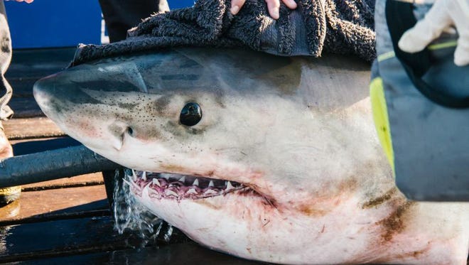 The 11 foot, 960 pound great white shark Yeti was tracked off the coast of Rehoboth Beach and Assateague Island between Nov. 16-18.