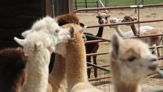Freshly shorn alpacas look over at the rest of their herd as they wait for their turn at By The Bay Alpacas in Pungoteague, Va. on Thursday, March 31, 2016.