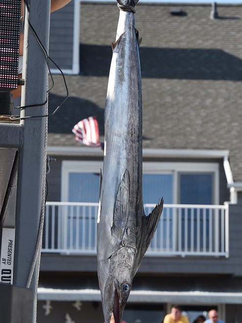 One of the biggest White Marlins brought in was on "The Business" from Key Largo, Fla. weighing 76.5 pounds and measuring 71 inch's as Day 3 of the 44th Annual White Marlin Tournament in Ocean City brought in several White Marlin for the Leader Board as 2 days of fishing remain.
Special to the Daily Times / Chuck Snyder