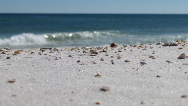 Part of the Gulf Islands National Seashore, located on Perdido Key near Pensacola in Florida’s Panhandle, Johnson Beach is the place to scavenge for such treasures as sunray venus clams, pen shells, cockles, conch and more.