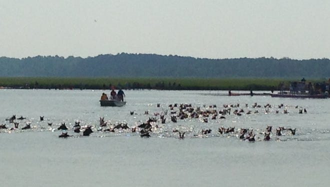 Chincoteague ponies make the swim from Assateague to Chincoteague in Virginia during the 91st Annual Pony Penning. The 2016 Pony Swim was held on Wednesday, July 27, 2016.