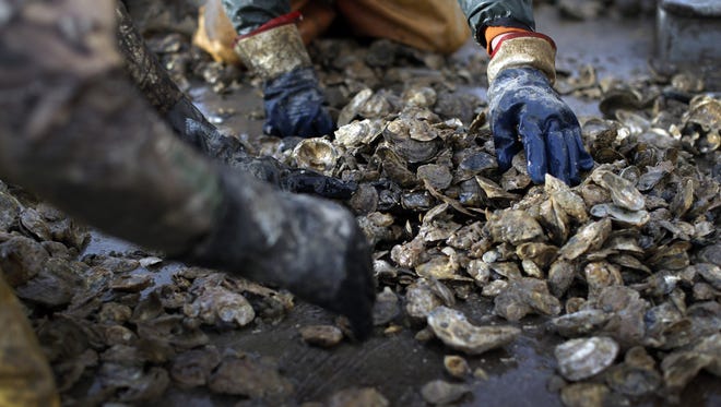 Workers sort through oysters on the deck of the skipjack Hilda M. Willing in Tangier Sound near Deal Island, Md.