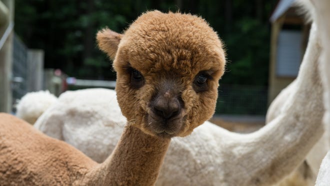 Pumpkin, a young alpaca, stands among other alpacas at TaCaCo Alpaca farm in Laurel on Tuesday, June 20, 2017.