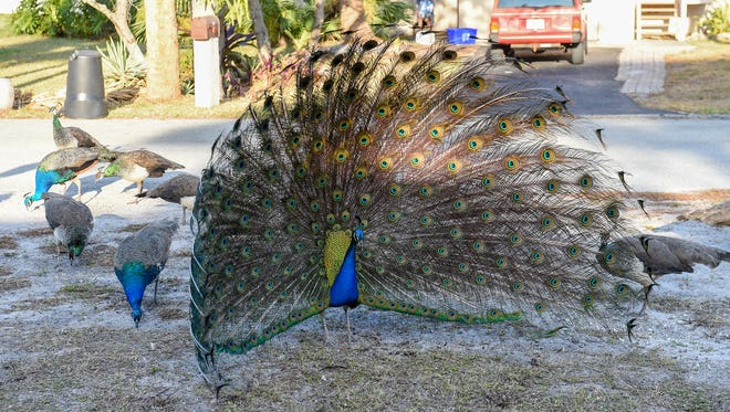 A male peacock displays his plumage for females.