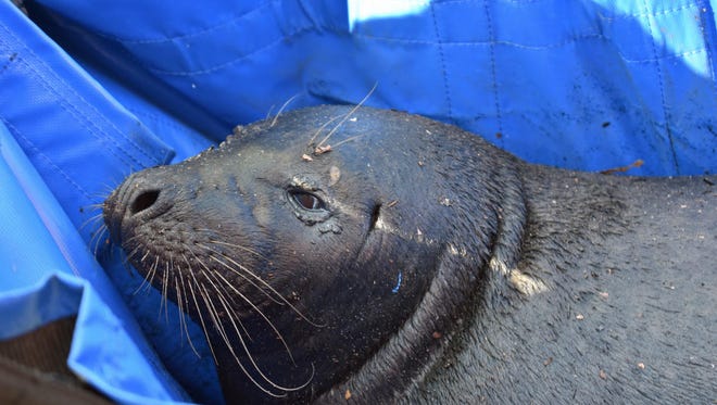 Phil, a harbor seal who left the ocean and moved inland up the Murderkill River, was taken from a boggy area near Killens Pond April 11 by members of MERR, NOAA and the National Aquarium when he became stuck and appeared to be suffering from dehydration and a possible eye infection.