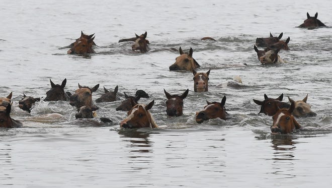 The ponies swim across the waters during the 93rd annual pony swim on Wednesday, July 25, 2018 in Chincoteague Island, Va.