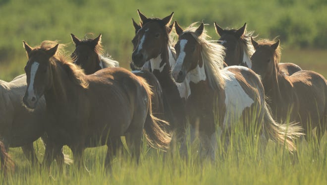 This file photos shows the southern herd of Chincoteague ponies.