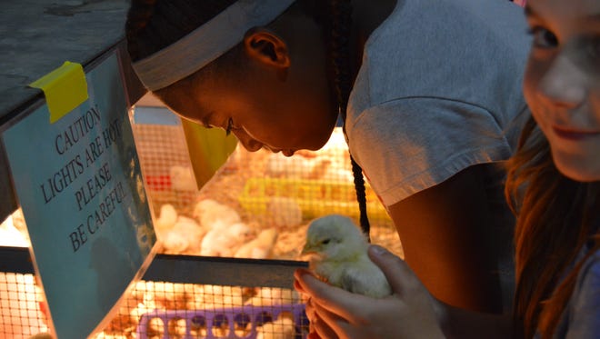 Elizabeth Wells Bihn captured this image of kids playing with chicks at the Delaware State Fair Saturday.