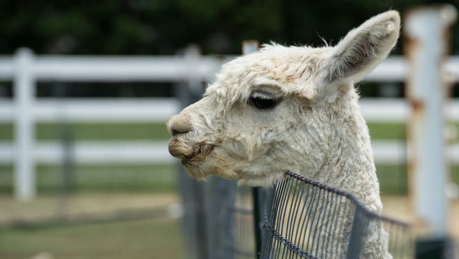 An alpaca stands near a fence at TaCaCo Alpaca farm in Laurel on Tuesday, June 20, 2017.