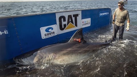 Katharine, a 14-foot great white shark, was tracked about 10 miles east of Cobb Island, Virginia on Sunday, June 25, 2017.