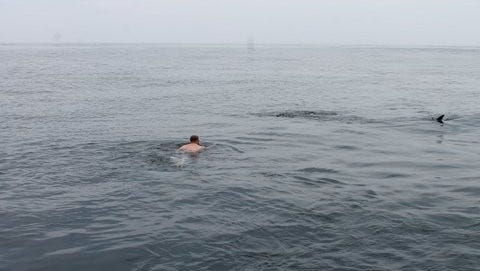Josh Schleupner approached and touched a whale shark off the coast of Ocean City during a Fourth of July fishing outing.