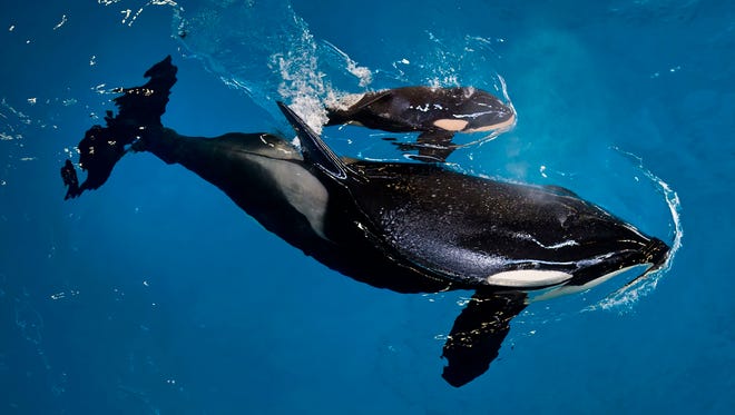 In this image provided by SeaWorld Parks & Entertainment orca Takara helps guide her newborn, Kyara, to the water's surface at SeaWorld San Antonio. Kyara died Monday. She was three-months-old.