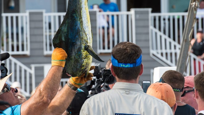 White Marlin Open staff members steady a dolphinfish as members of the media take their photos during the final day of the competition on Friday, Aug. 11, 2017.