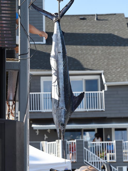 The boat "Team Player" captured a 70 inch 70.5 pound White Marlin as Day 3 of the 44th Annual White Marlin Tournament in Ocean City brought in several White Marlin for the Leader Board as 2 days of fishing remain.
Special to the Daily Times / Chuck Snyder