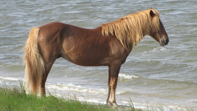 An 18-year-old stallion was hit by a car and killed on the Maryland side of Assateague Island on Oct. 5, 2017.