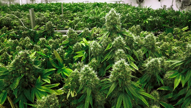 In this Sept. 15, 2015 file photo, marijuana plants are a few weeks away from harvest.