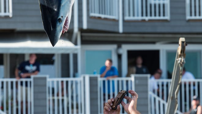 A crew member of the Restless Lady takes a photo of his 126 pound shark during the White Marlin Open on Friday, Aug. 11, 2017.