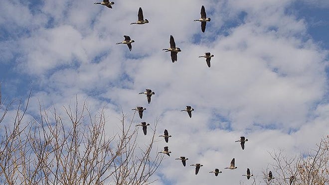 Canada geese fly over the Anacostia River near the National Arboretum in 2012
