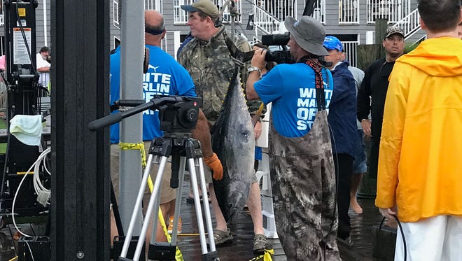A 64 pound yellow fin tuna was brought in by Jim Stavola aboard the Milling Around on the first day of the White Marlin Open at Harbour Island in Ocean City, Md. on Monday, August 7, 2017.