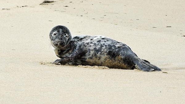 Wildlife sightings are common at Cape Henlopen State Park, including this seal pup.