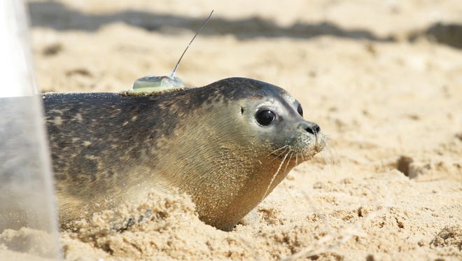 Secca, a harbor seal, was released onto the beach at 40th Street in Ocean City by the National Aquarium in Baltimore's Marine Rescue Program after spending some time in rehab with the program in this file photo.