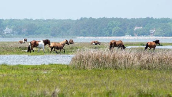 A herd of wild horses grazes in the marsh at Assateague Island National Seashore.