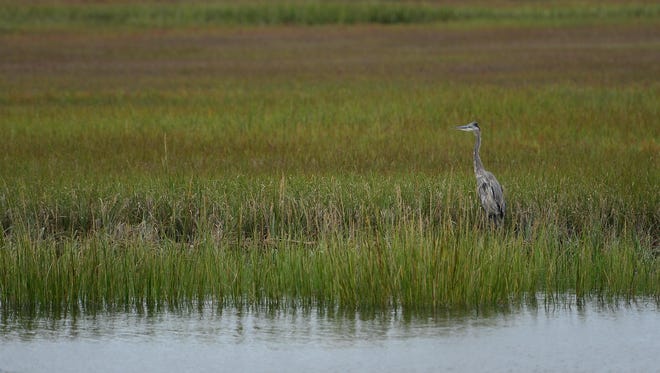 A blue heron was seen along the Lewes Canal during the Cape Water Taxi Eco Tour on Wednesday, Sept. 27, 2017