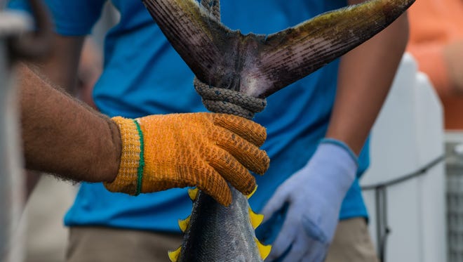 A White Marlin Open staff member steadies a tuna while it is being weighed during the final day of the White Marlin Open on Friday, Aug. 11, 2017.