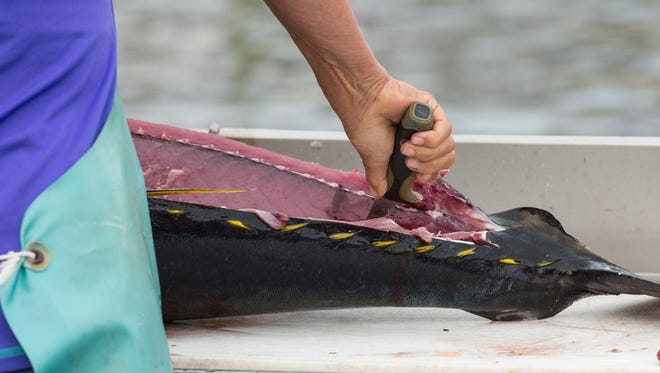 A tuna is cleaned during the final day of the White Marlin Open on Friday, Aug. 11, 2017.