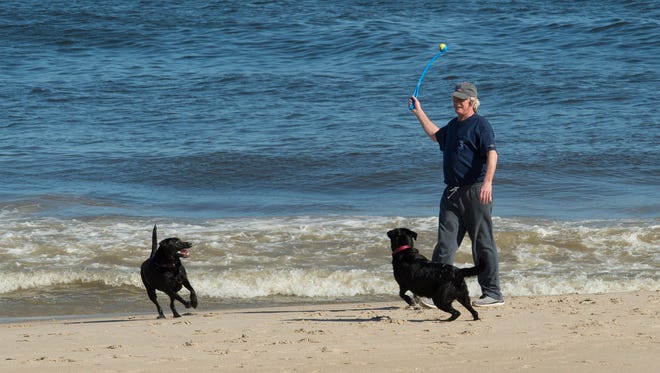 Mickey Bremer of Wilmington throws a tennis ball to his daughter's black labs, Luna and Kona, at Dewey Beach.