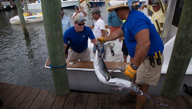 A tournament worker unloads a fish from a participating boat during the 2015 White Marlin Open.