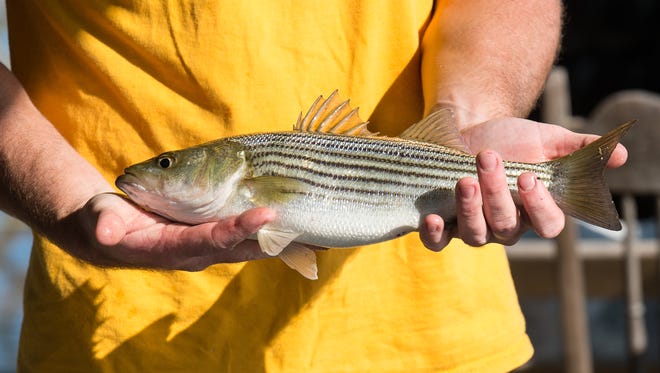 Brady Stevens holds a striped bass caught during the King Tide on Sunday, Nov. 5, 2017.