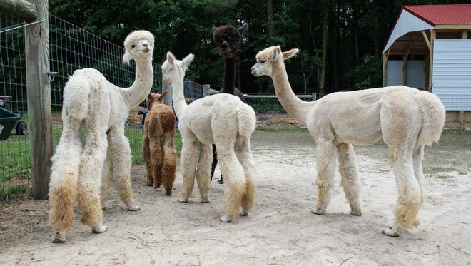 Several alpacas stand close together at TaCaCo Alpaca farm in Laurel on Tuesday, June 20, 2017.