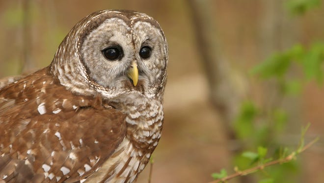 Owls, like this barred owl, are favorites during trips of the cypress swamps.