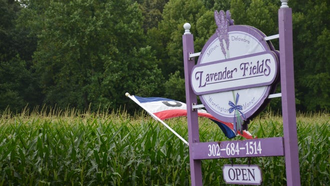 Lavender Fields in Milton hosts thousands of visitors each year.