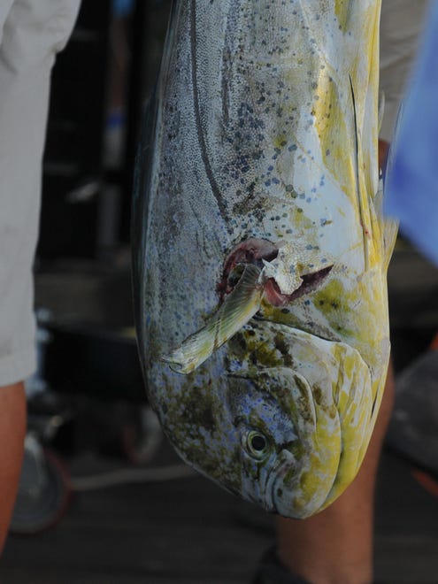 The Lumitec brought in a 23.5 pound dolphin to put them into the daily weight bracket during the fourth day of the 43rd White Marlin Open in Ocean City.