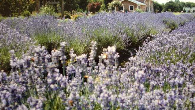 Lavender flowers in bloom at Lavender Fields farm in Milton, Delaware.