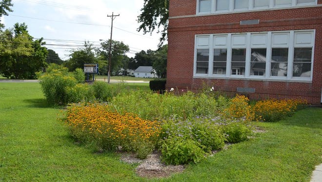 The rain garden at Millsboro Middle School.