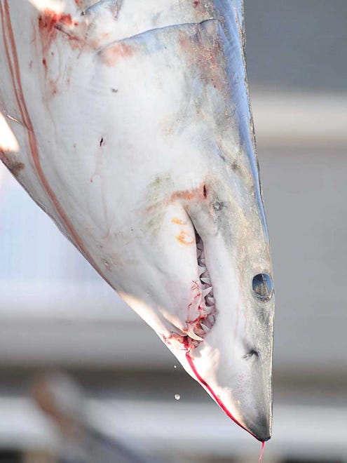 Rumor Has it, Chincoteague, Va. has brought in a 223 pound mako shark. This will put them into 3rd place in the shark category. During the 43rd Annual White Marlin Open on the last day of the tournament. Megan Raymond Photo