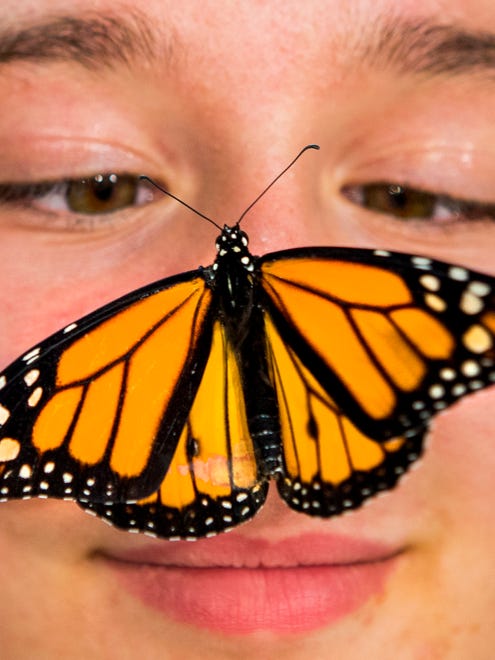 Twelve year-old Odell Ozbay looks down at a butterfly after it landed on her nose inside the butterfly exhibit at the Delaware State Fair on Thursday afternoon.