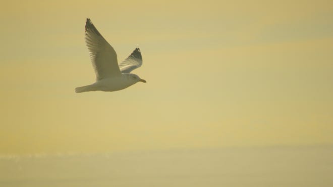 A sea gull flies above the Assateague seashore.