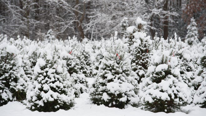 Christmas trees covered in snow at Pine Hollow Christmas Tree Farm in Milton.