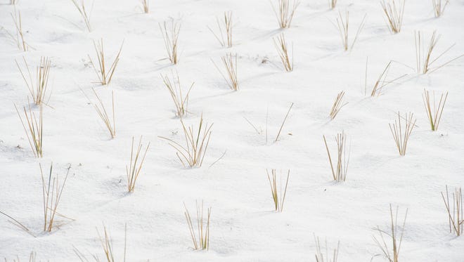 Snow covers the beach grass at Broadkill Beach.
