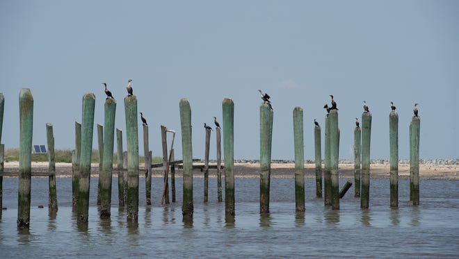 Birds sit adjacent to the newly restored beach habitat for horseshoe crabs and provide foraging for shorebirds, specifically the Red Knot at the Mispillion Harbor.  More than four acres of habitat for were created.